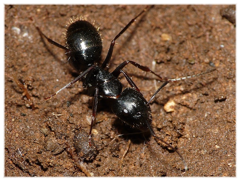 Operaia maggiore di Camponotus sp.